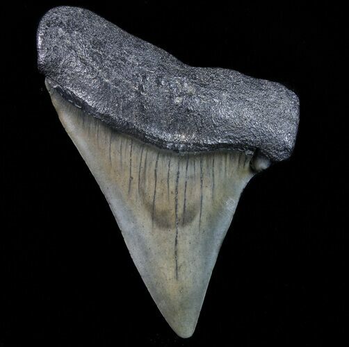 Large, Fossil Mako Shark Tooth - Georgia #75072
